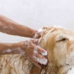Can You Use Human Shampoo On Dogs