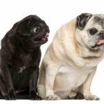 Dogs With Down Syndrome