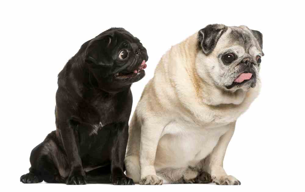 Dogs With Down Syndrome