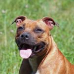 Your Guide To Understanding Gator Mouth Pitbulls Gator Pitbull (A.K.A Gator Mouth Pitbull)