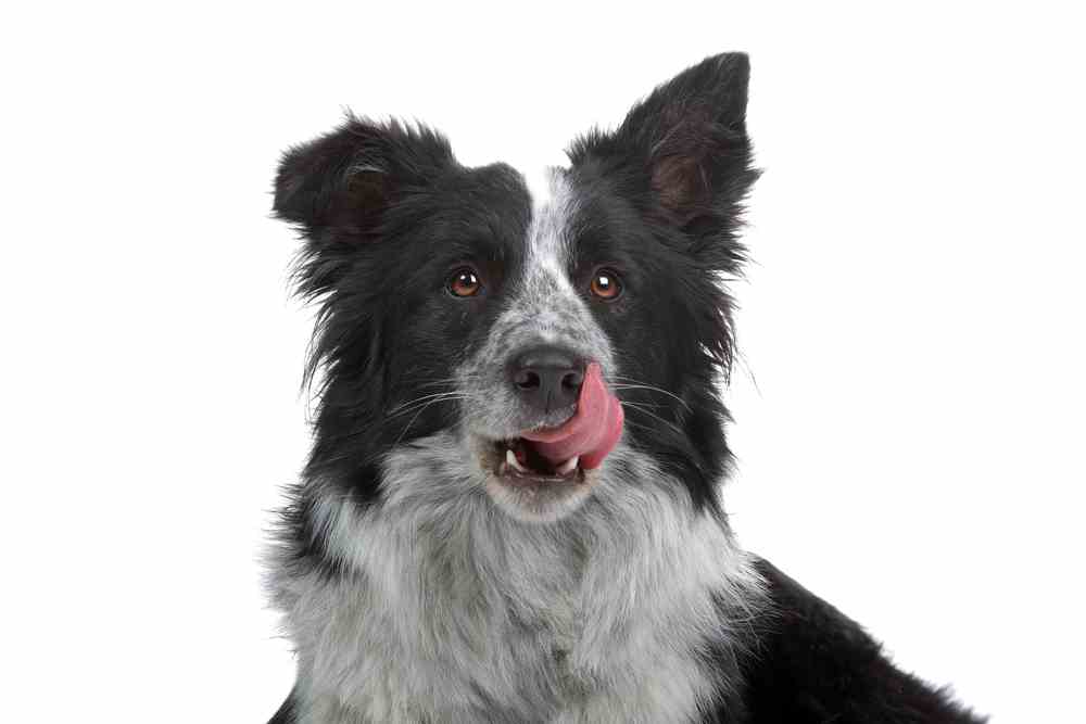 German Shepherd Border Collie Mix - (A.K.A Collie Shepherd Mix)