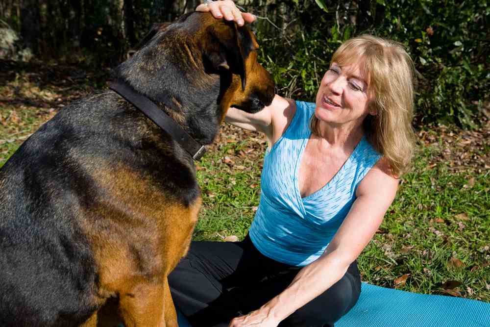 German Shepherd Doberman Mix (A.K.A Doberman Shepherd Mix)