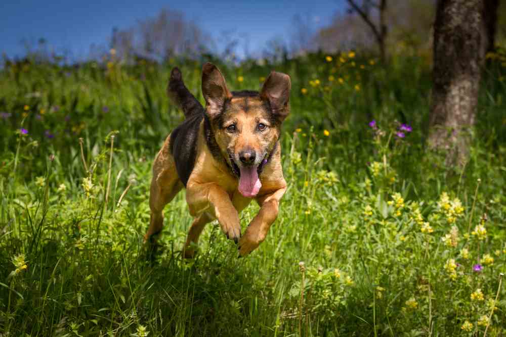 German Shepherd Rottweiler Mix (A.K.A Shepweiler)