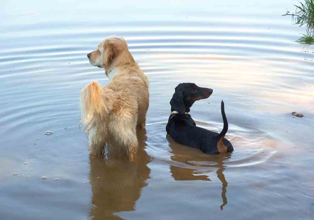 Golden Wiener Dog The Golden Retriever Dachshund Mix