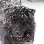 What To Expect In The Lab Great Dane Mix Great Dane Lab Mix (A.K.A Labradane)