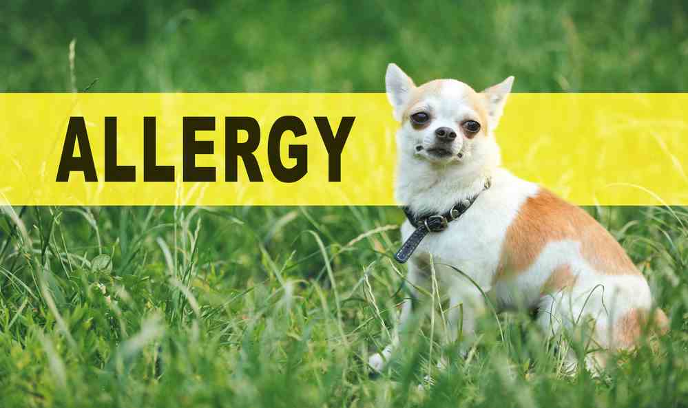 Hypoallergenic Dog Food