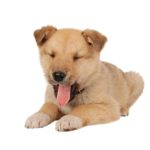 Lab Mastiff Mix – What To Expect In This Giant Dog Mix Mastiff Lab Mix (A.K.A Mastador)