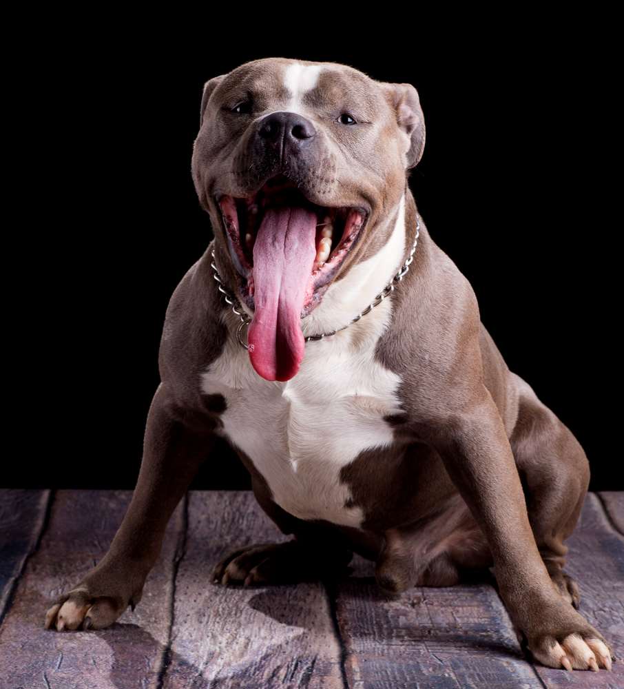 Razor Edge Pitbulls (A.K.A Razors Edge Bullies)