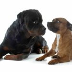 Rottweiler Pitbull Mix (A.K.A Pitweiler)