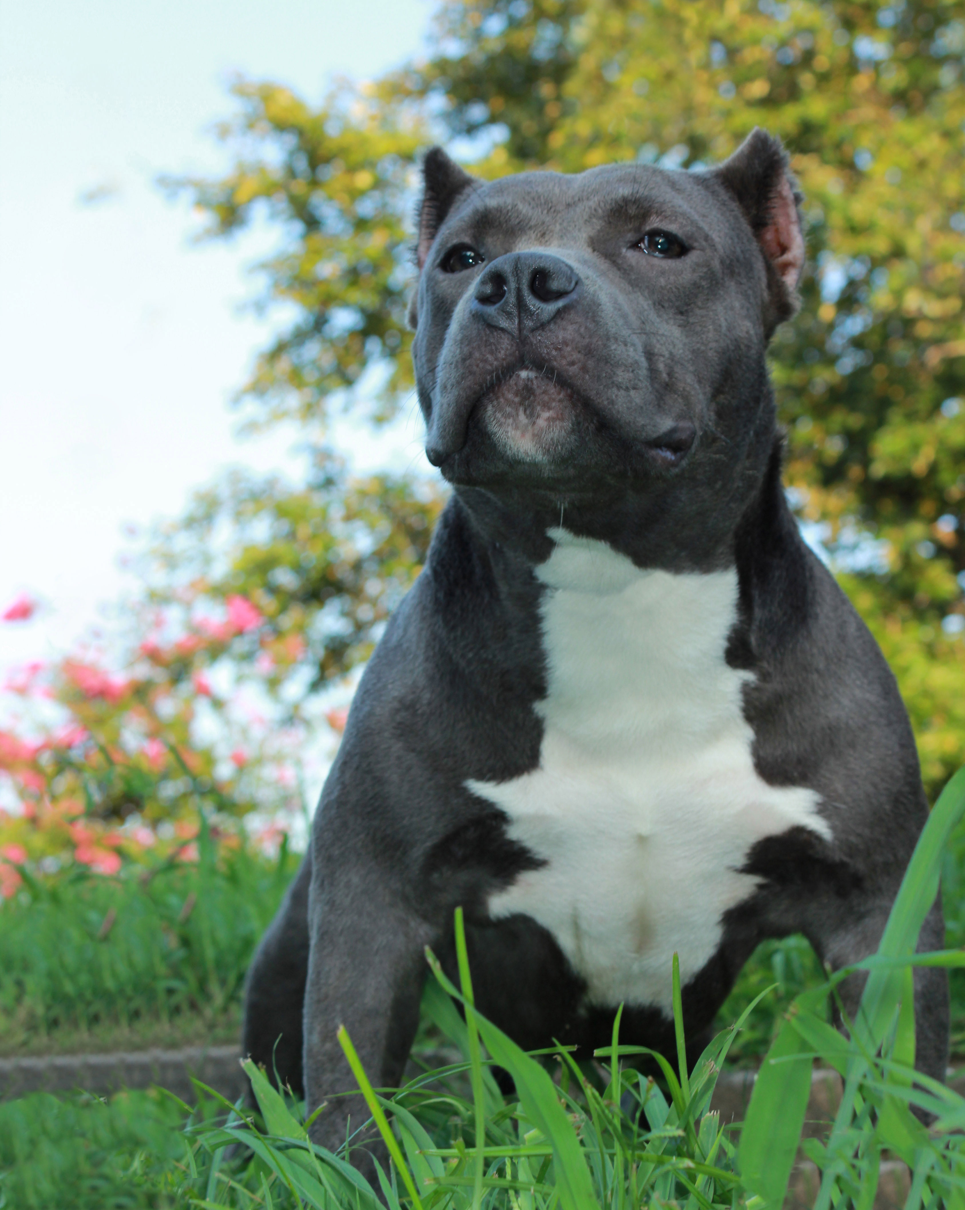 black american bully