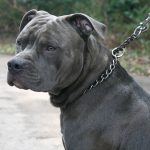 pitbull on leash