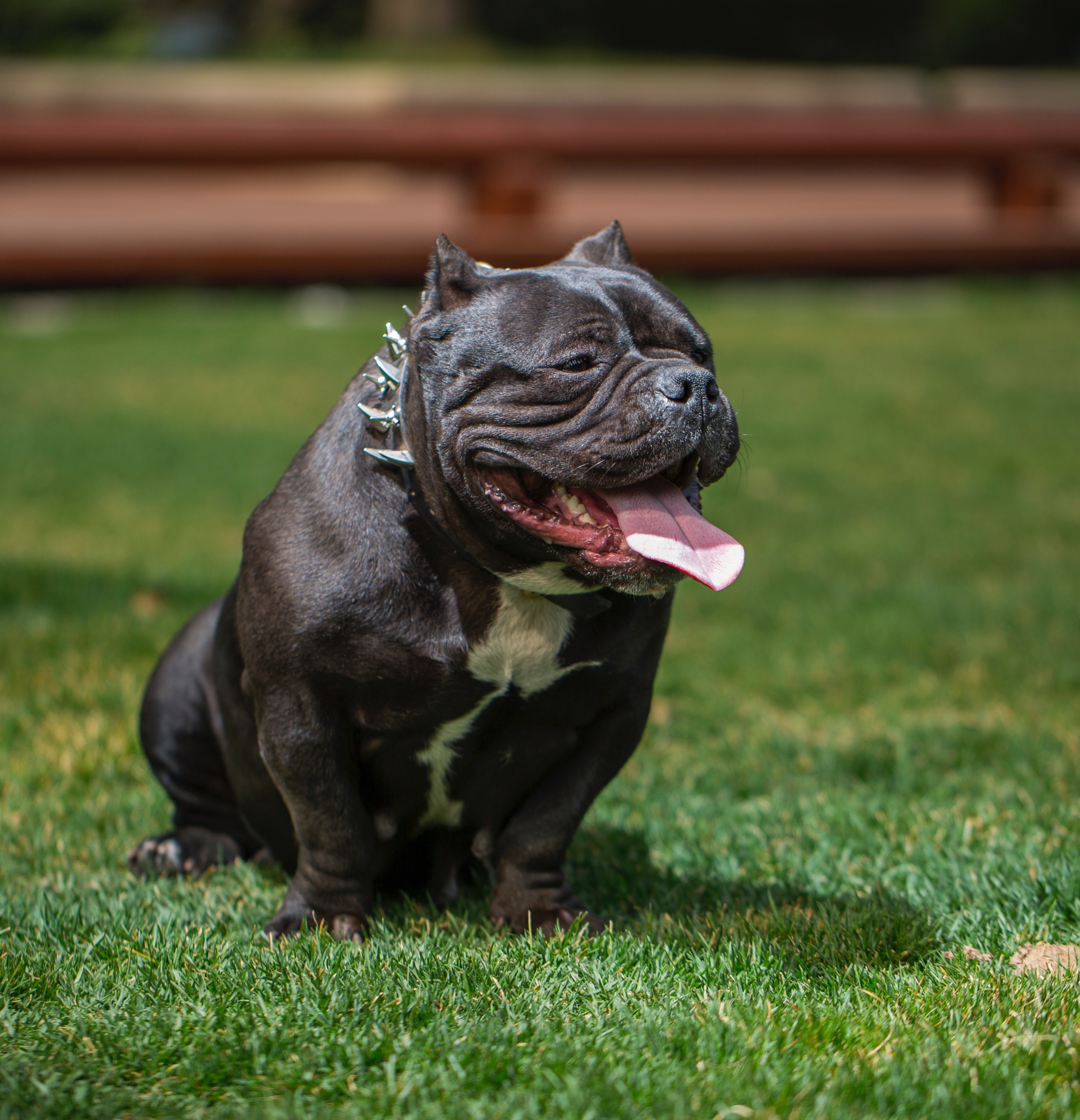 bully pit with spiked collar