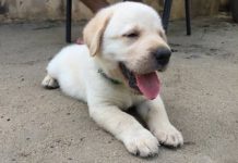 Dogs With Down Syndrome – Can Dogs Have Down Syndrome?