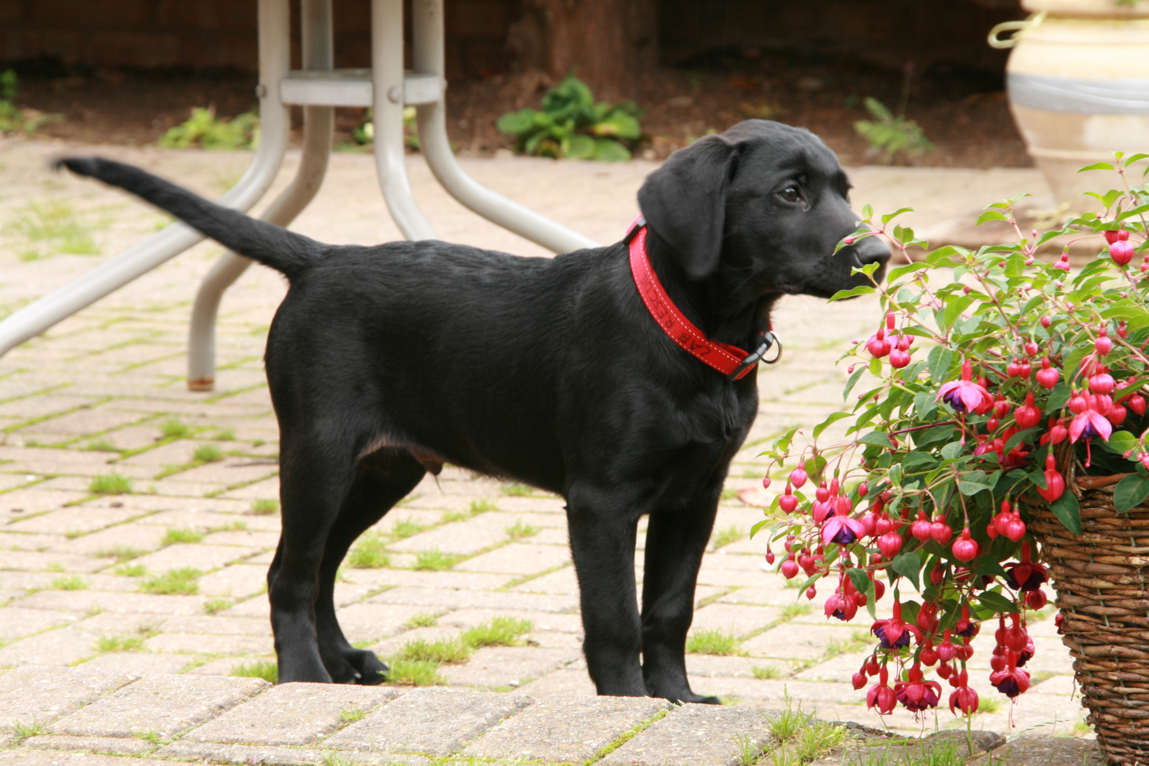 black lab puppy