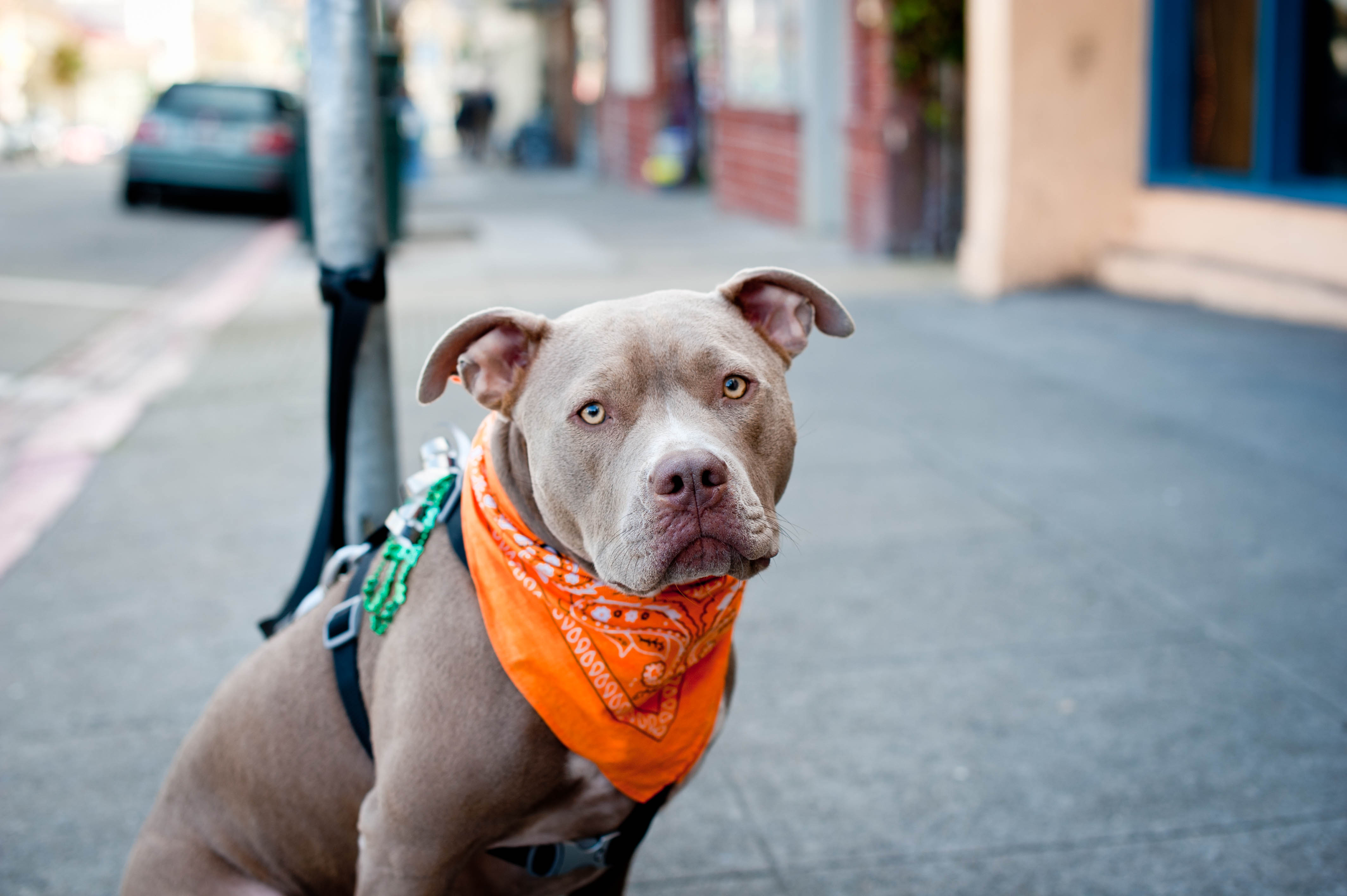pitbull on streets