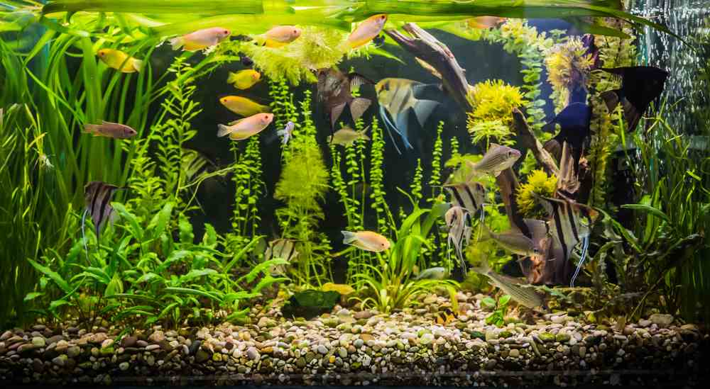 Aquarium Gravel Cleaners