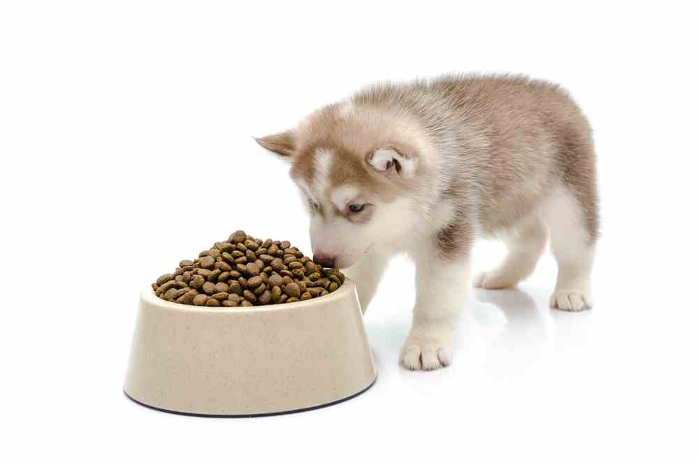Best Dog Food For Puppies