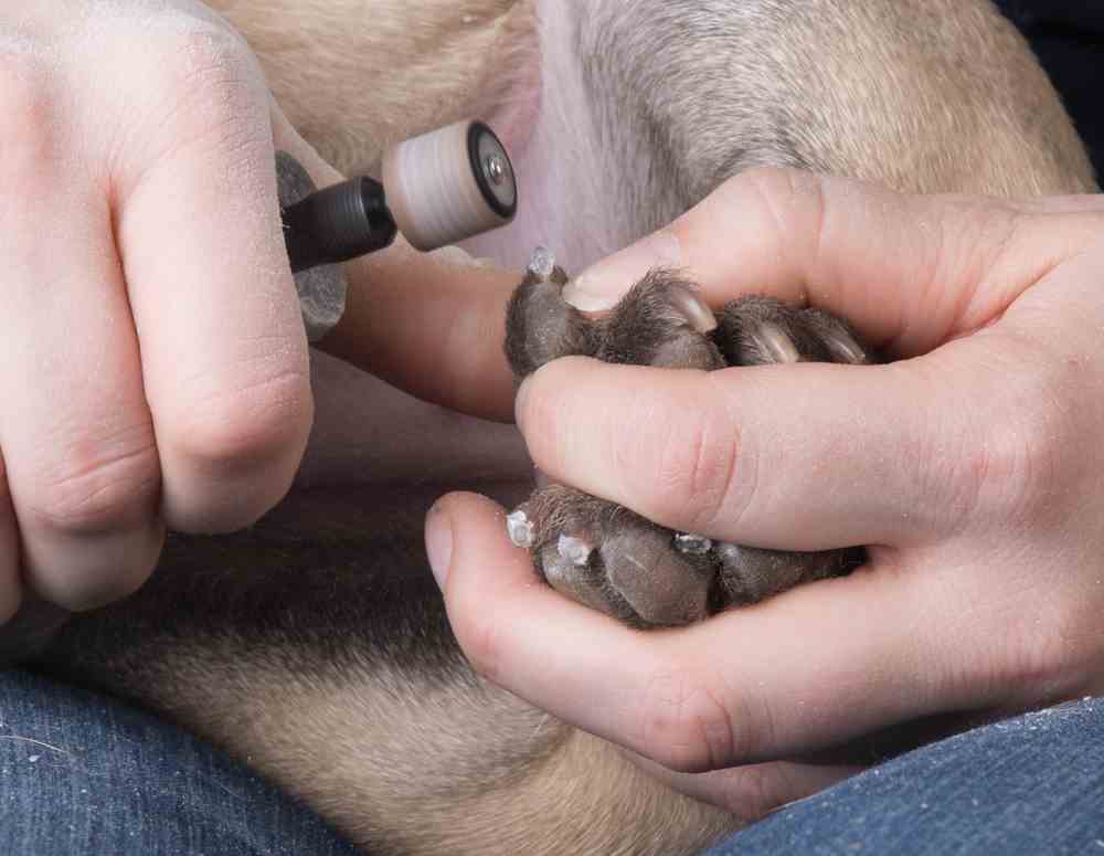 Dog Nail Grinder