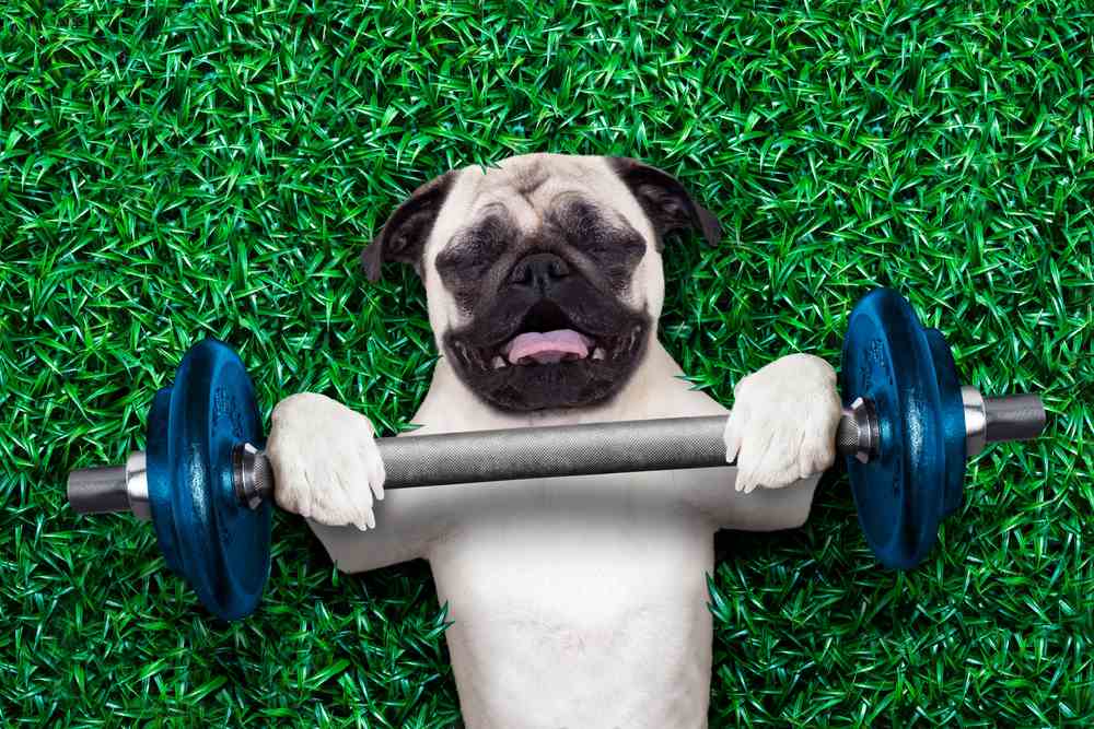 Glucosamine & Joint Supplements For Dogs