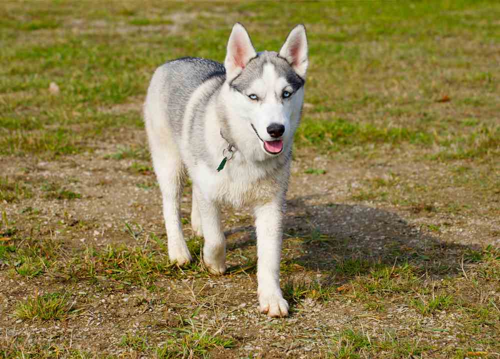 Miniature Husky (A.K.A Mini Husky)