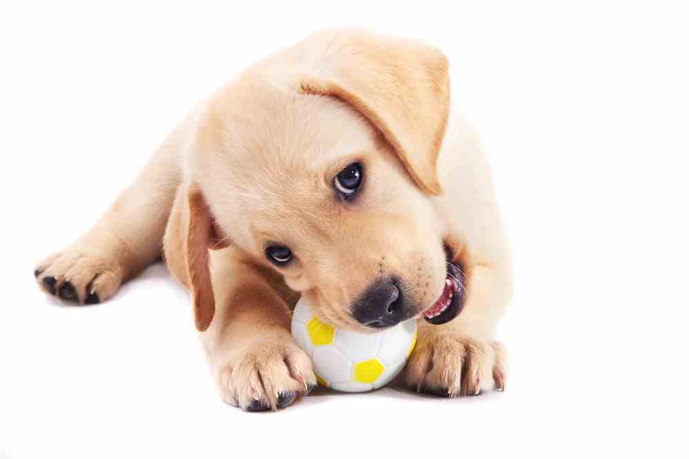 Best Chew Toys For Puppies & Puppy Teething Toys