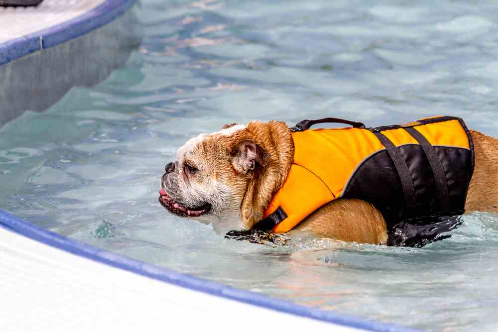 Best Dog Life Jackets & Vests