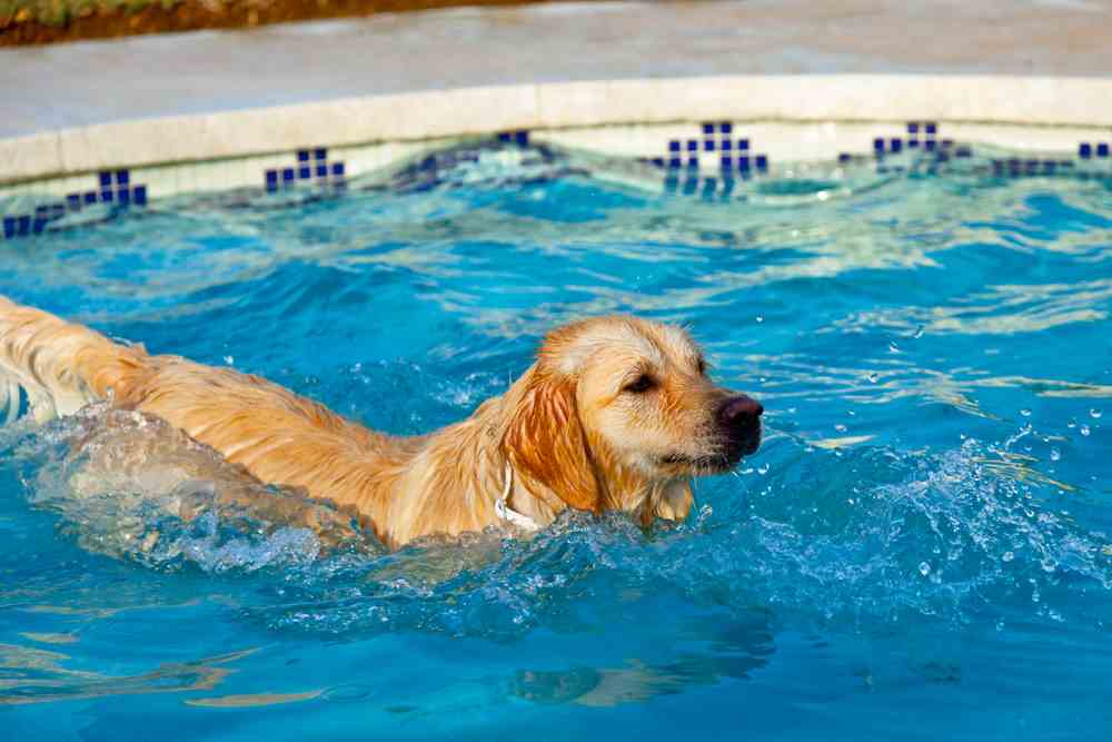 Best Dog Pool Reviews
