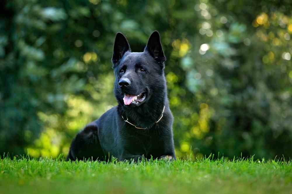 All Black German Shepherds (Black GSD)