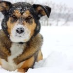 All You Need To Know About The Boxer Shepherd Mix German Shepherd Boxer Mix