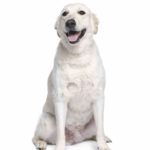 Golden Retriever Husky Mix (A.K.A Golden HuskyGoberian)