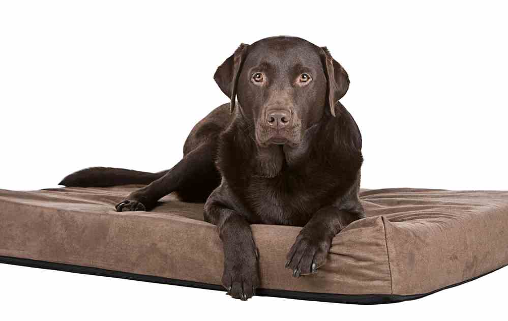 Indestructible & Chew Proof Dog Bed