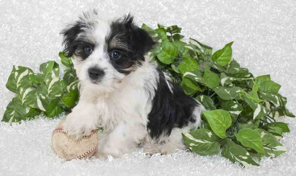 Morkie Dog Information - The Yorkshire Terrier & Maltese Mix