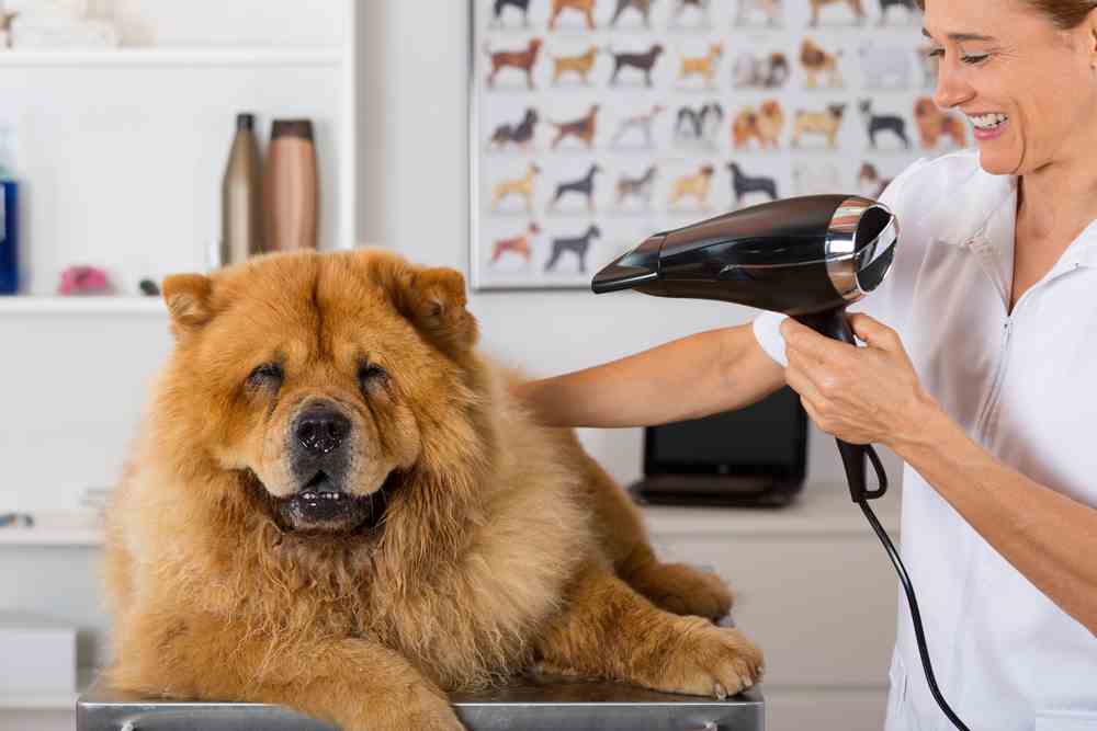 Dog Hair Dryer