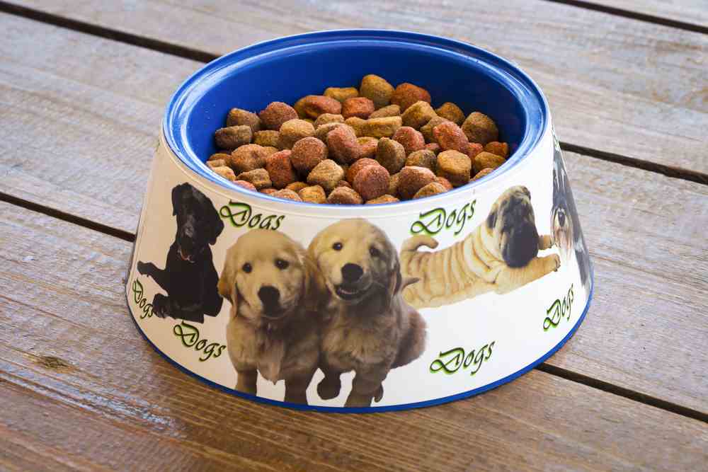 Best Automatic Pet Feeder Reviews For Cats & Dogs