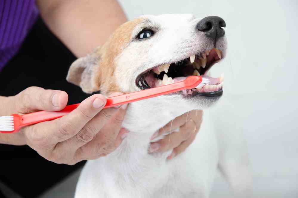 Dog Toothpaste