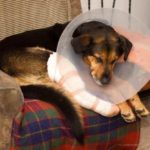 Metronidazole For Dogs (A.K.A Flagyl For Dogs)