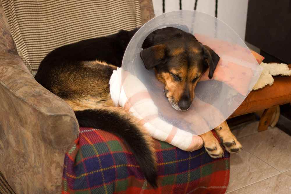 Metronidazole For Dogs (A.K.A Flagyl For Dogs)