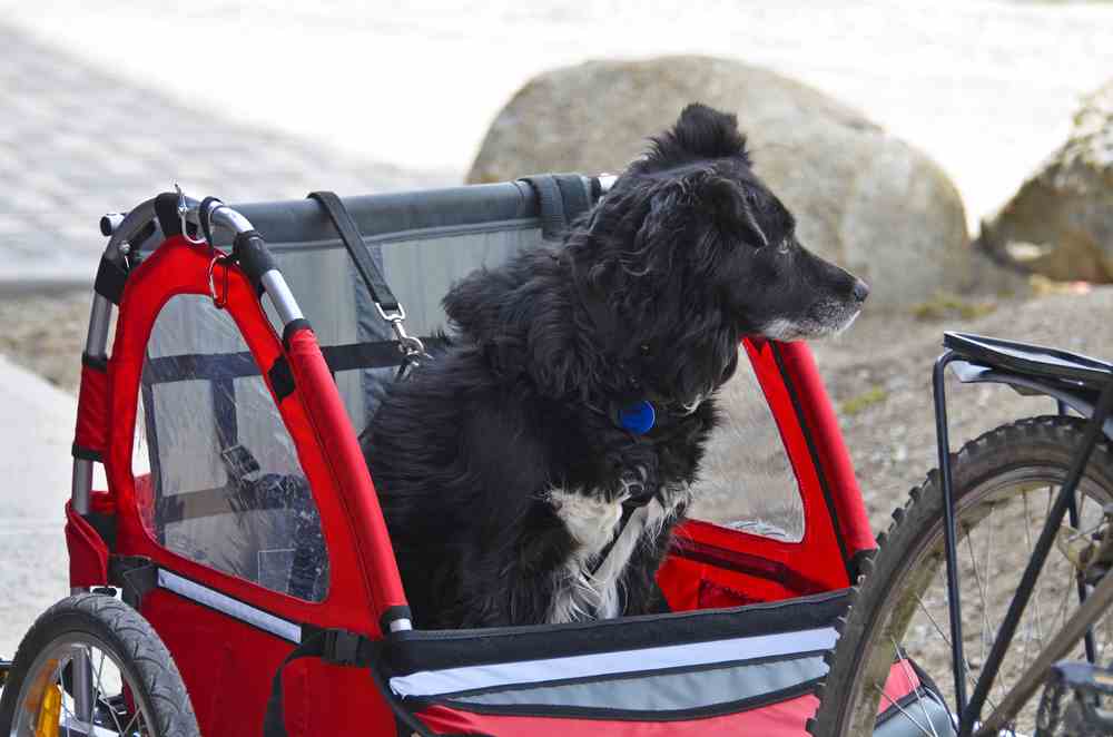 Dog Bike Trailer