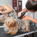Best Dog Clippers (2019’s Top 5 Dog Grooming Clippers) Dog Grooming Clippers