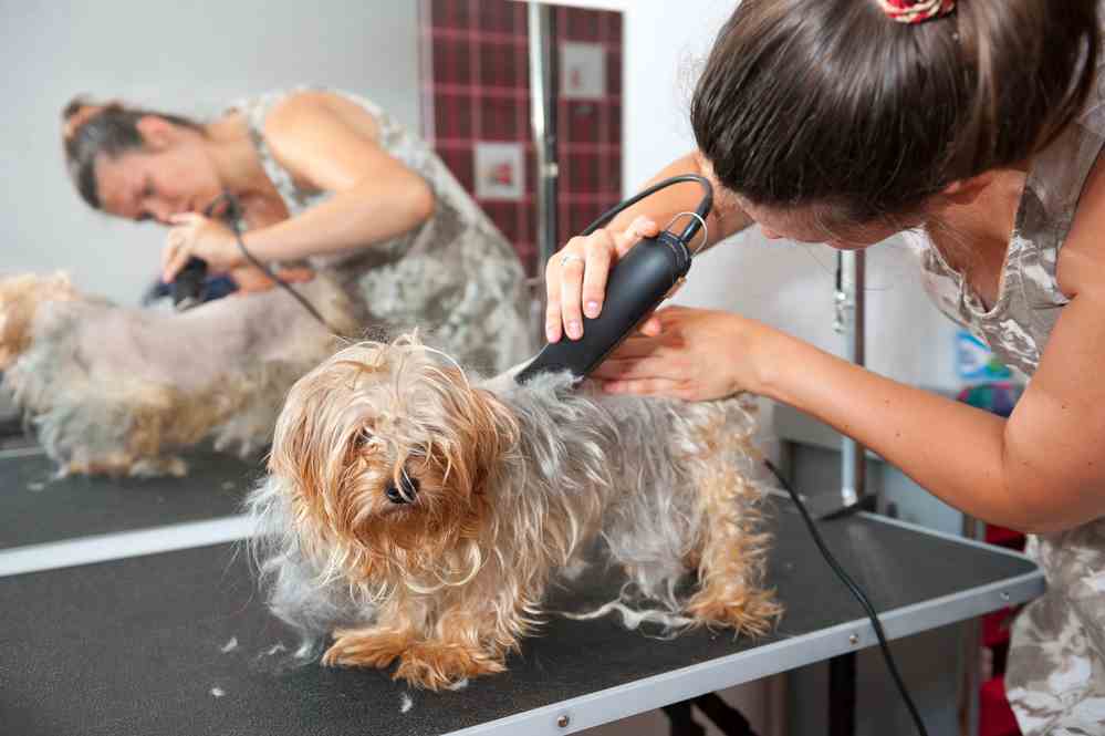 Dog Grooming Clippers