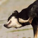 Skin Tags On Dogs – (All You Need To Know) Skin Tags On Dogs