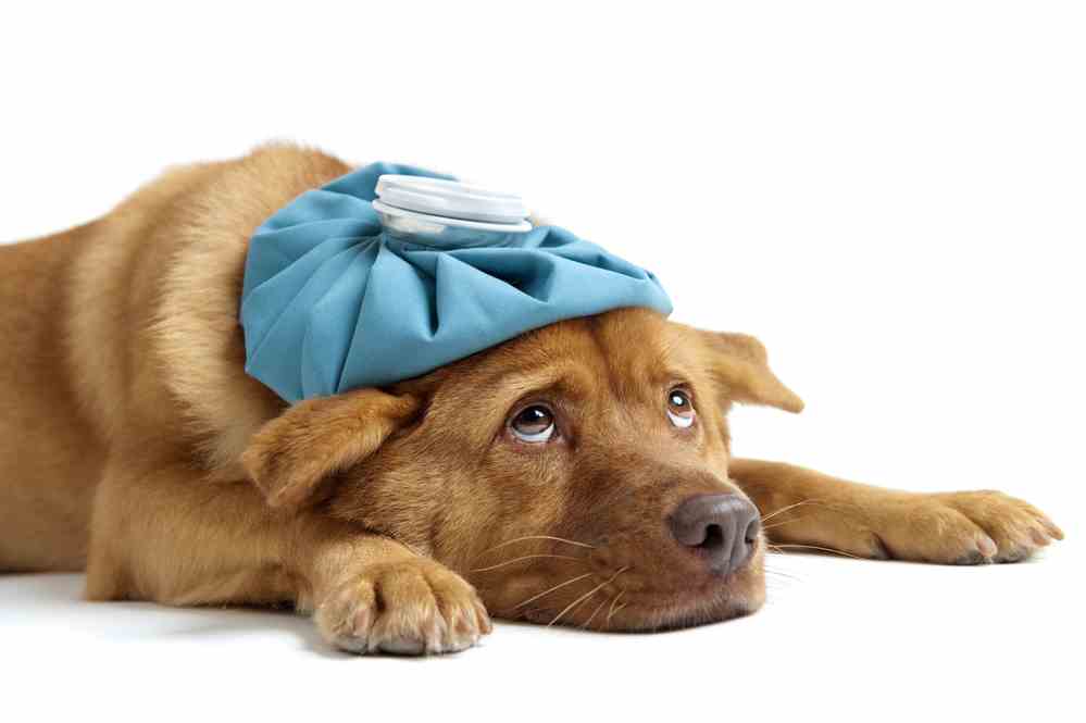 Do Dogs Get Colds What Do I Do If My Dog Has A Cold