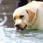 Best Dog & Cat Water Fountains – (2023’s Top 6 Picks) Dog & Cat Water Fountains