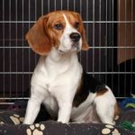 How to Crate Train A Puppy – 4 Must-Know Training Tips Indestructible Dog Crate