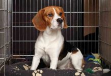 How to Crate Train A Puppy – 4 Must-Know Training Tips Indestructible Dog Crate