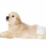 Best Dog Diaper Reviews – (2023’s Top 4 Picks) Dog Diaper