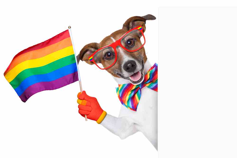 Can Dogs Be Gay Do Gay Dogs Really Exist