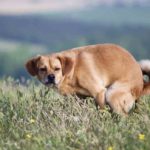 How Often Do Dogs Poop