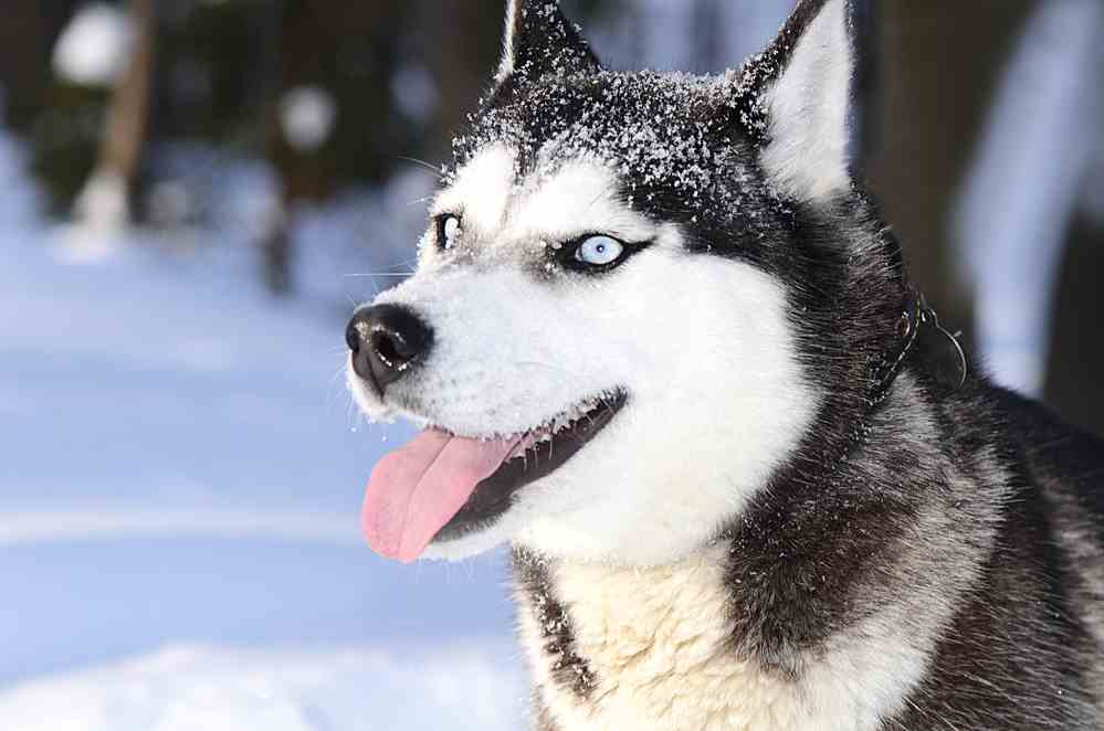 Best Dog Food For Huskies