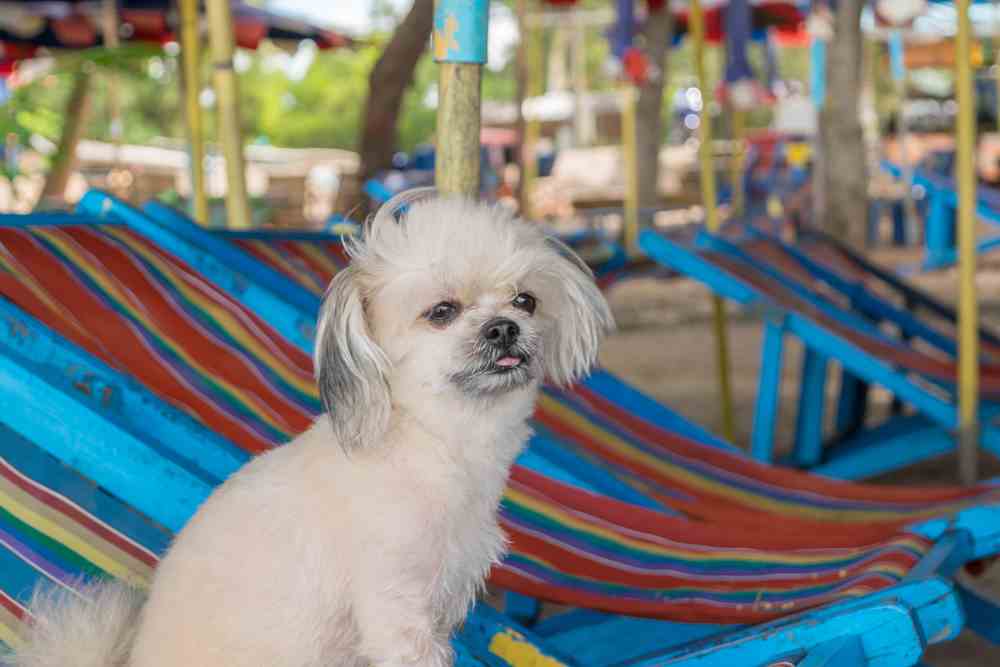 Shih Tzu Pomeranian Mix - (A.K.A Shiranian)
